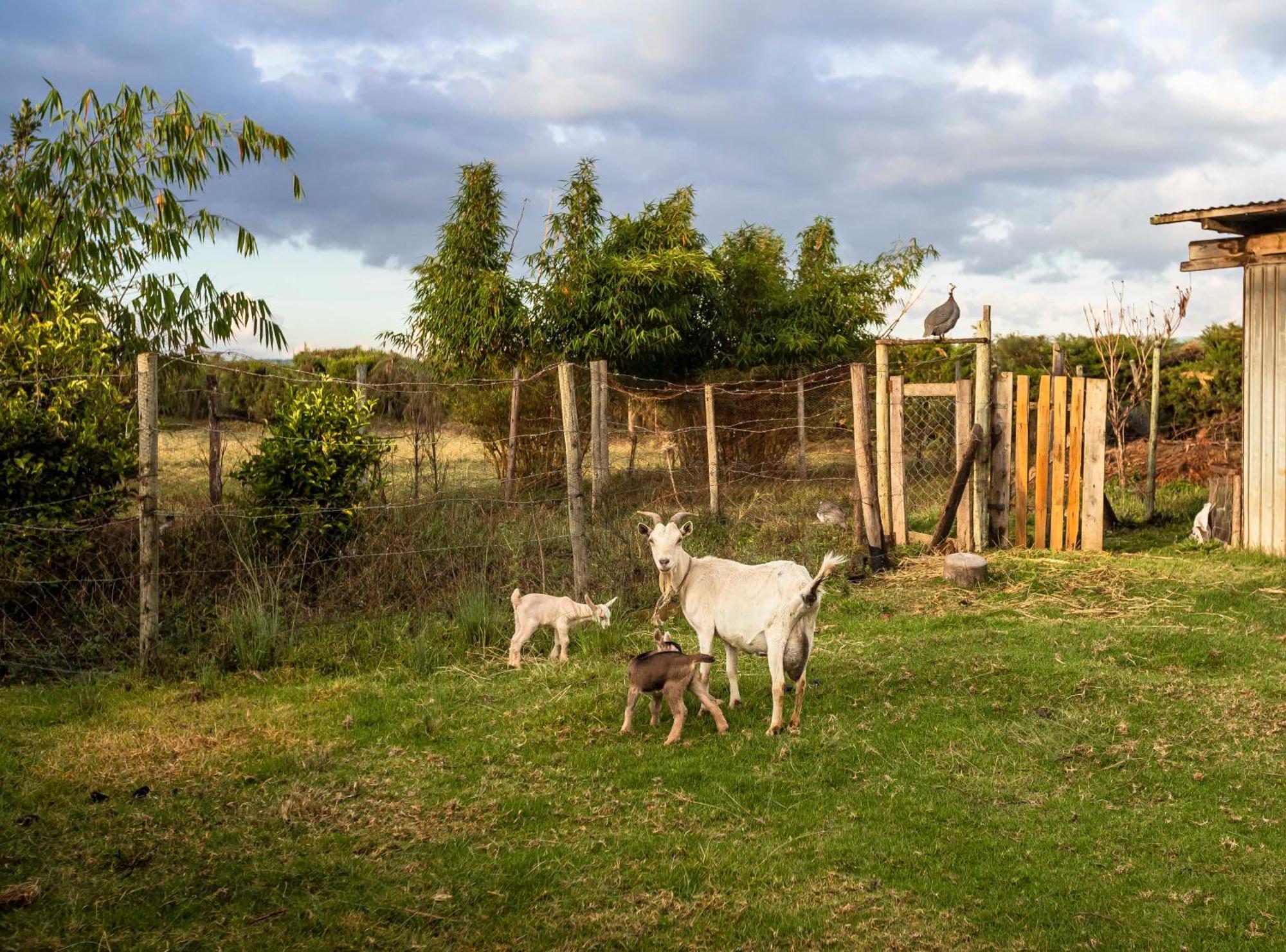 Mount Kenya Farm Stay Nanyuki Exterior photo
